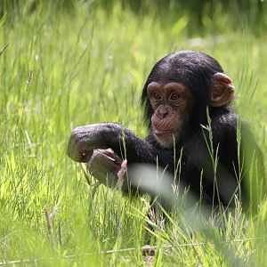 Young chimpanzee