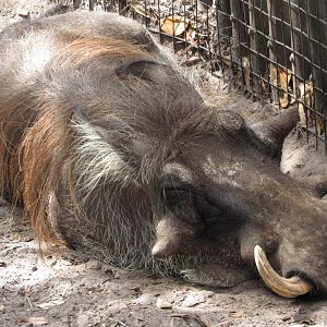 Sleeping Warthog