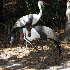 Wattled Crane Pair 2