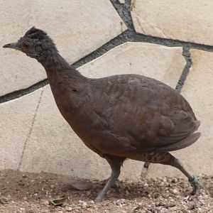 Brown tinamou - Crypturellus obsoletus