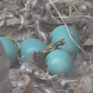 Nest and eggs Solitary tinamou