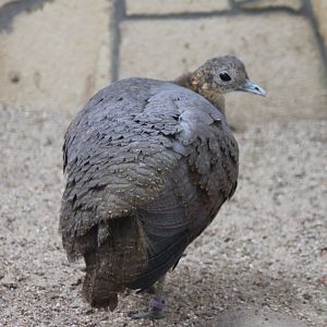 Solitary tinamou