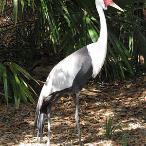 Wattled Crane