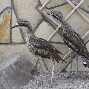 Southern stone-curlews
