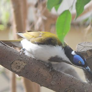 Blue-faced honey-eater