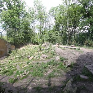 Siberian tiger enclosure(1)