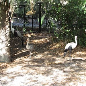 Wattled Crane Family