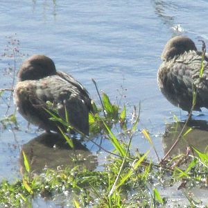 CHILEAN TEALS