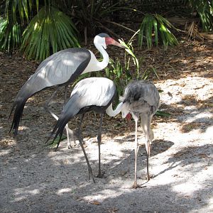 Wattled Crane Family Closeup