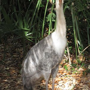 Wattled Crane Chick Closeup