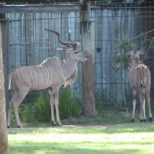 Greater Kudu