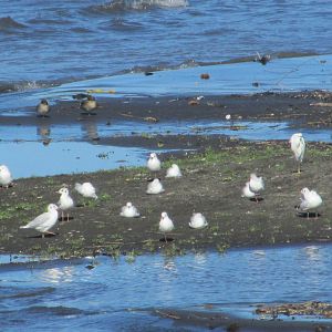 chilean waterfowl lake villarica