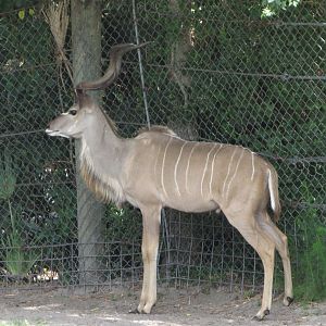 Greater Kudu
