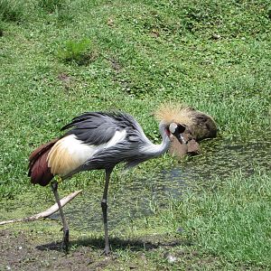 Grey Crowned Crane