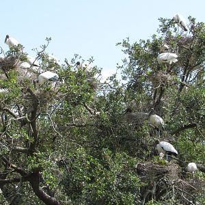Wood Stork Rookery