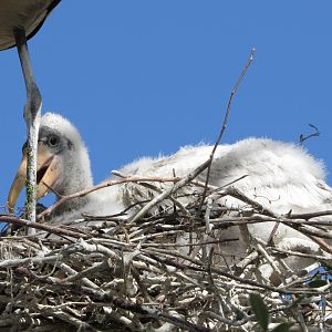Wood Stork Chick