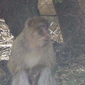 Ifrane - (Wild) Barbary macaque