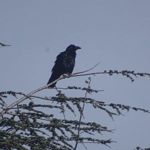 Ifrane - Common raven