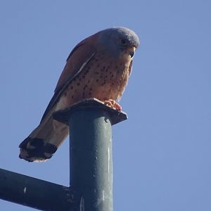 El Hajeb - Lesser Kestrel