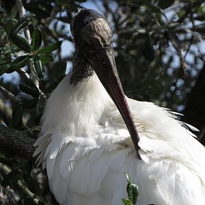 Wood Stork Preening