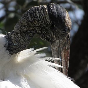 Wood Stork Preening Closeup