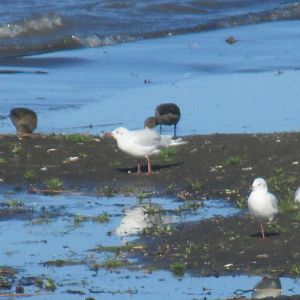 brown hooded gulls and chilean teals