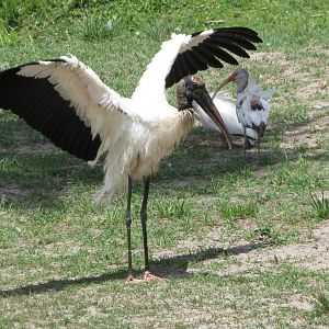 Wood Stork Drying Wings