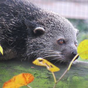 Javan binturong