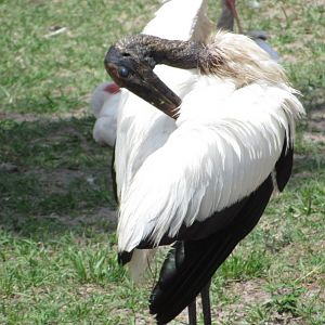 Wood Stork Preening