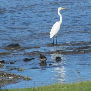egret and chilean teal