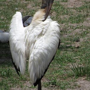 Wood Stork Preening