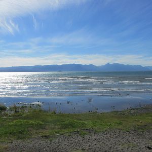 chilean waterfowl lake villarica
