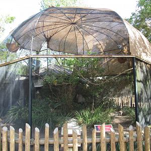 White Bellied Bustard Exhibit