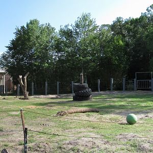 African Elephant Exhibit