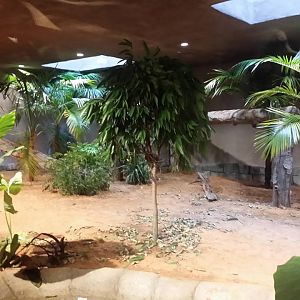 Lost Kingdom - Komodo dragon indoor exhibit