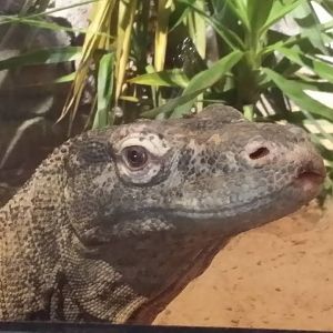Lost Kingdom - Komodo dragon