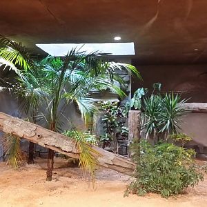Lost Kingdom - Komodo dragon indoor exhibit