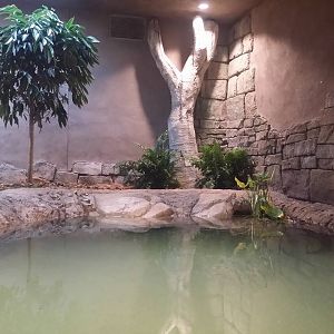 Lost Kingdom - Chinese alligator/turtle exhibit