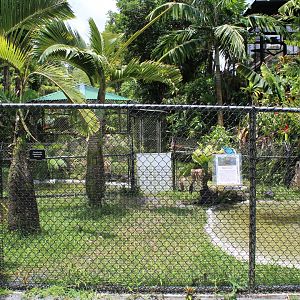 Alligator Snapping Turtle Exhibit