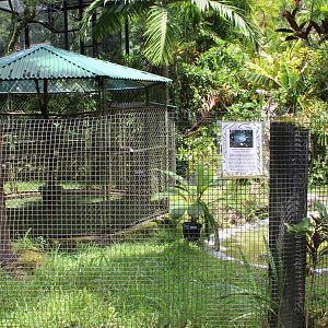 Common Snapping Turtle Exhibit
