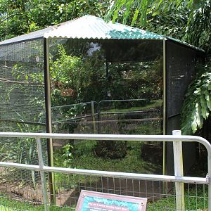 Mindanao Bleeding-Heart Dove Exhibit