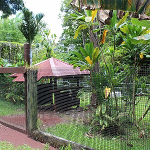 Asian Brown Tortoise Exhibit