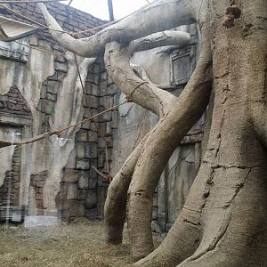 Lost Kingdom - Siamang area