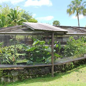 Amazon Parrot Exhibit