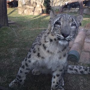Lost Kingdom - young snow leopard in new exhibit area