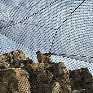 Lost Kingdom - snow leopard in new habitat