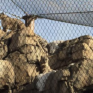 Lost Kingdom - snow leopard in new habitat