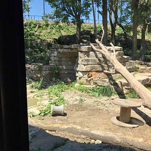 Cat Complex- Amur Tiger