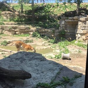 Cat Complex- Amur Tiger