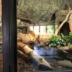 Cat Complex- Komodo Dragon